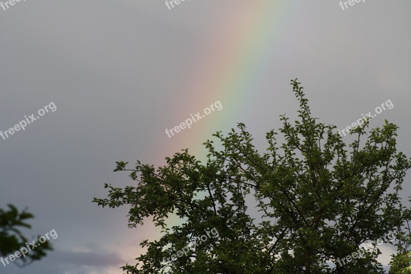 Rainbow Tree Nature Free Photos