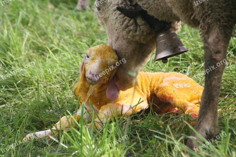 Sheep Birth Lamb Meadow Free Photos