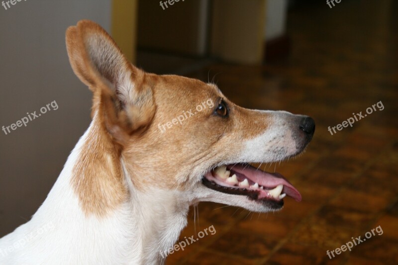 Dog Profile Jack Russell White And Tan Exposed Teeth