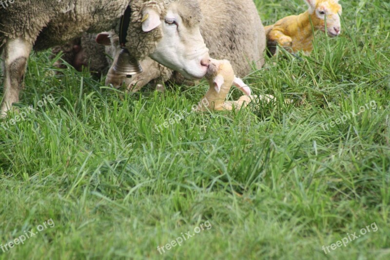 Sheep Birth Lamb Meadow Free Photos