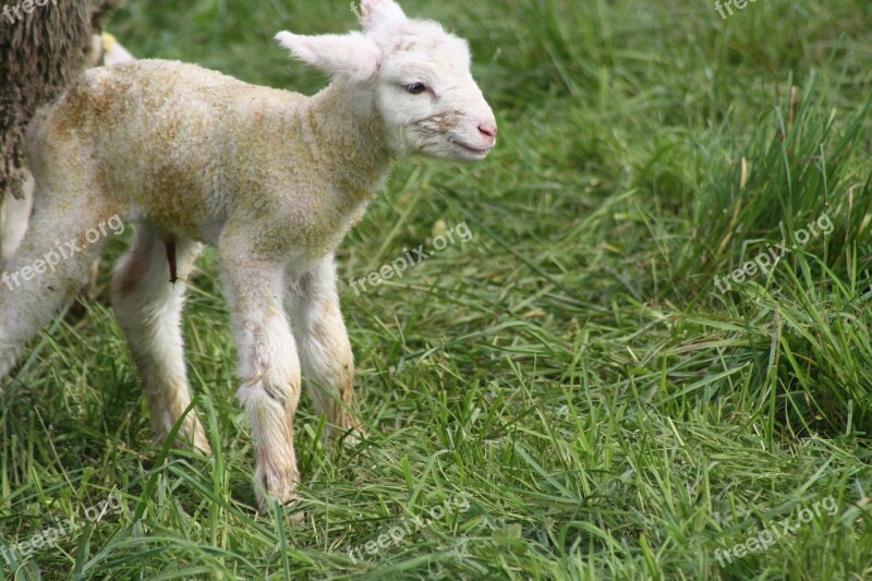 Sheep Birth Lamb Meadow Free Photos