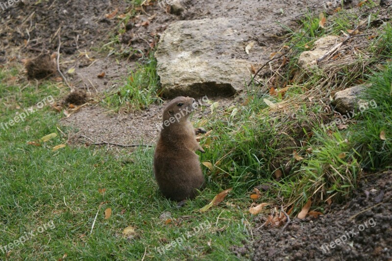 Animal Marmot Animals Zoo Cute