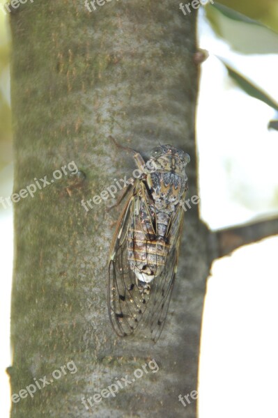 Cicada South Insect Provence Free Photos