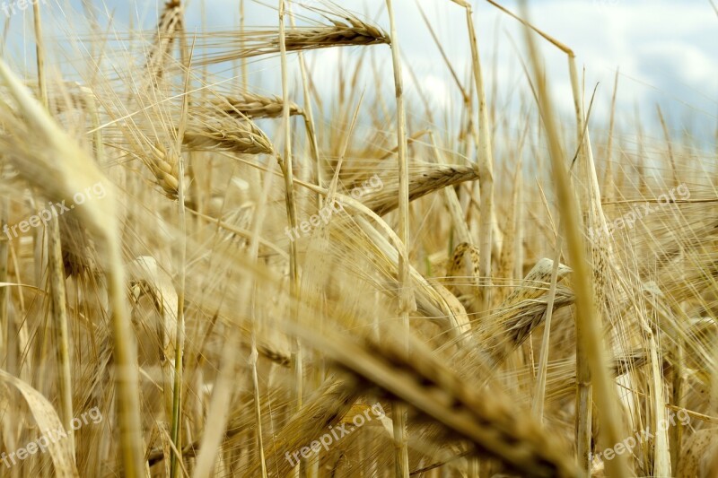 Barley Field Barley Cereals Grain Cereal