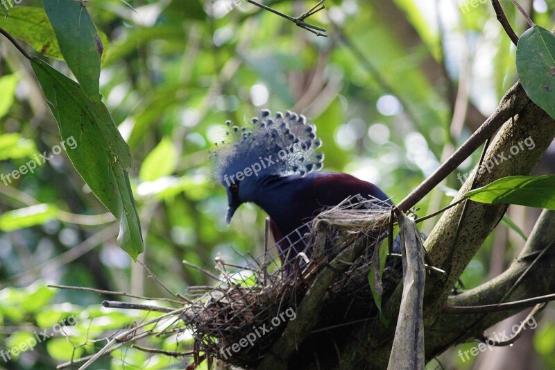 Bird Nest Blue Gorgeous Plumage