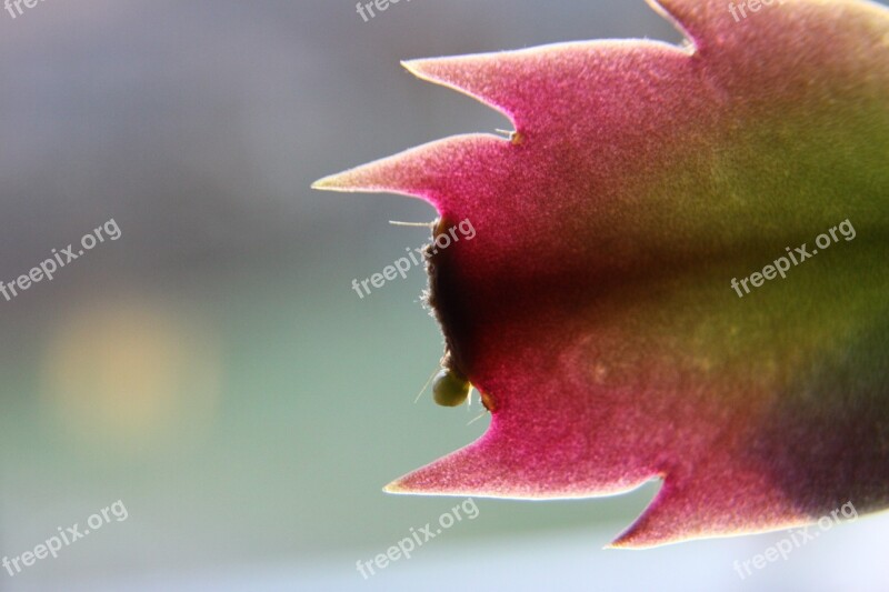 Cactus Flower Plant Red Green