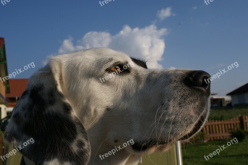 Dog Animal Friend Pet View