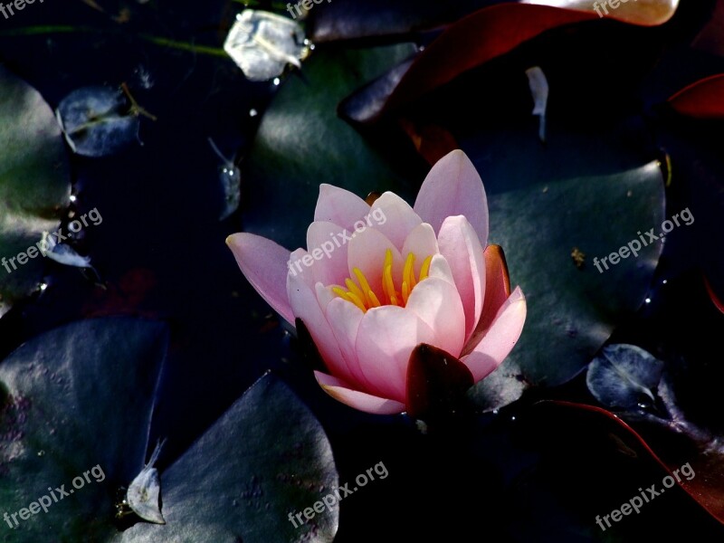 Water Lily Lotus Lotus Blossom Lotus Flower Flowers