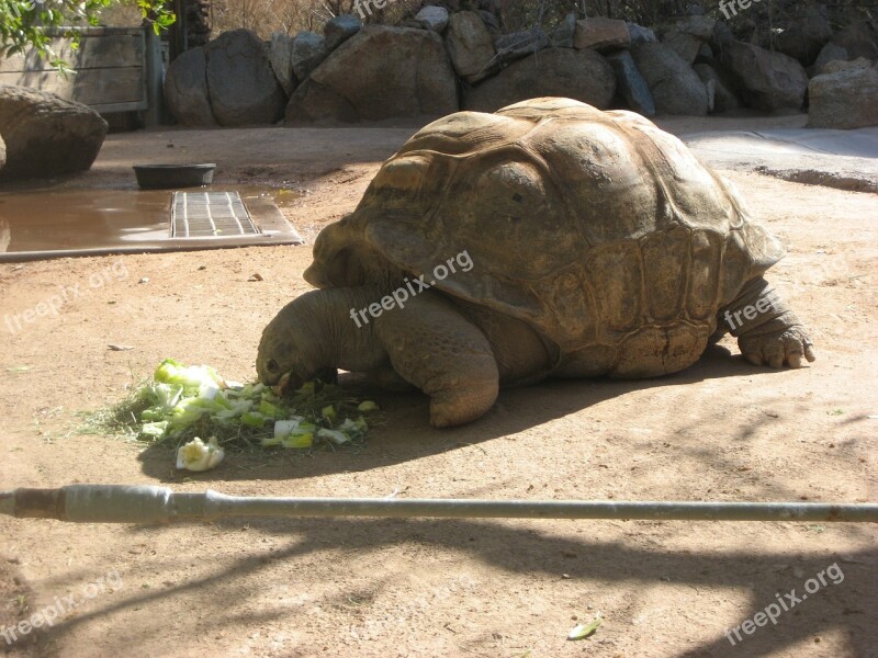 Tortoise Zoo Giant Tortoise Animal Nature