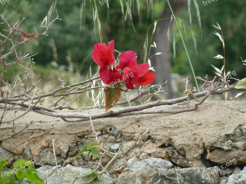 Flower Wall South Nature Free Photos