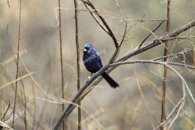 Bird Tree Branch Nature Animal