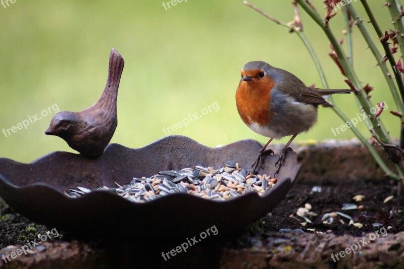 Robin Bird Bird Seed Bird Bath Animal