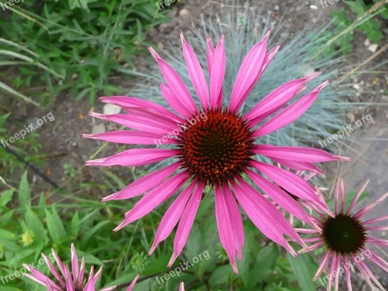 Flower Flowers Plant Pink Beautiful