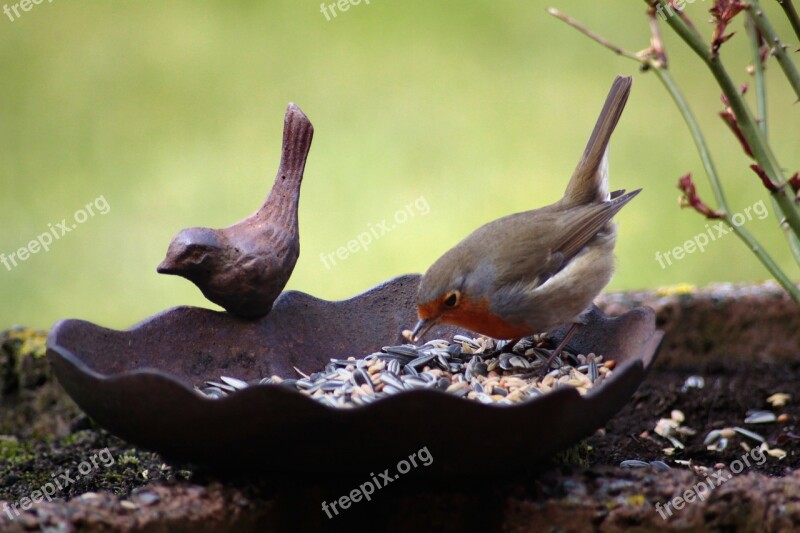 Robin Bird Bird Seed Bird Bath Animal