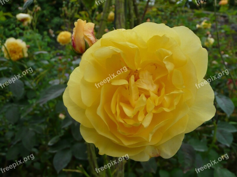 Flower Flowers Plant Rose Nature