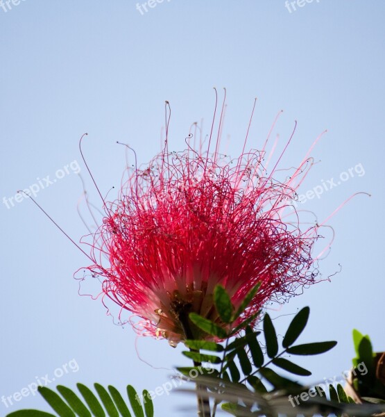 Metrosideros Excelsa Flower Metrosideros Tomentosa Myrtle Plant Christmas Tree