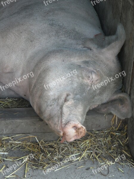 Pig Sow Sleeping Head Relaxed