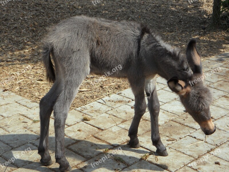 Donkey Donkey Foal Clumsy Foal Animal