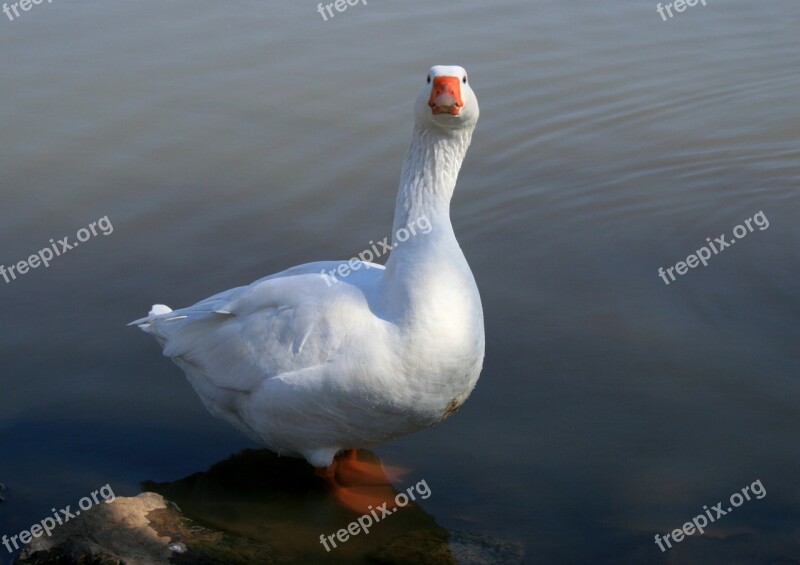 Goose White Goose Water Pond Fowl