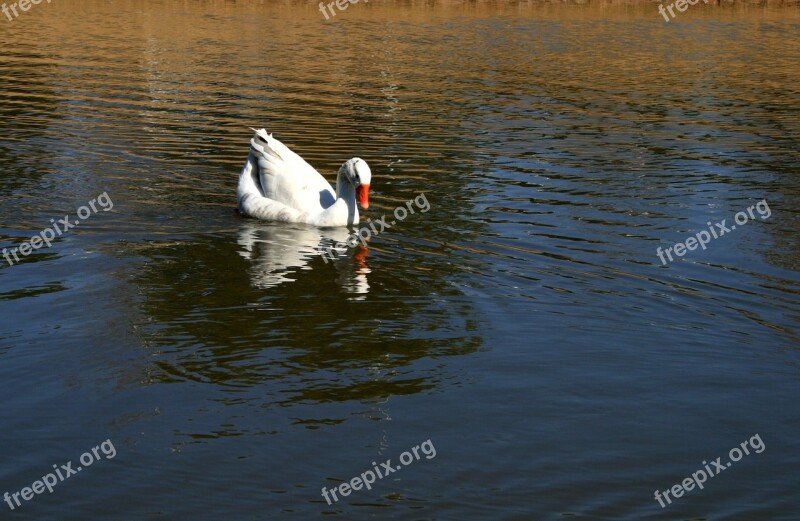 White Duck Pond Duck On Water Water Ripples