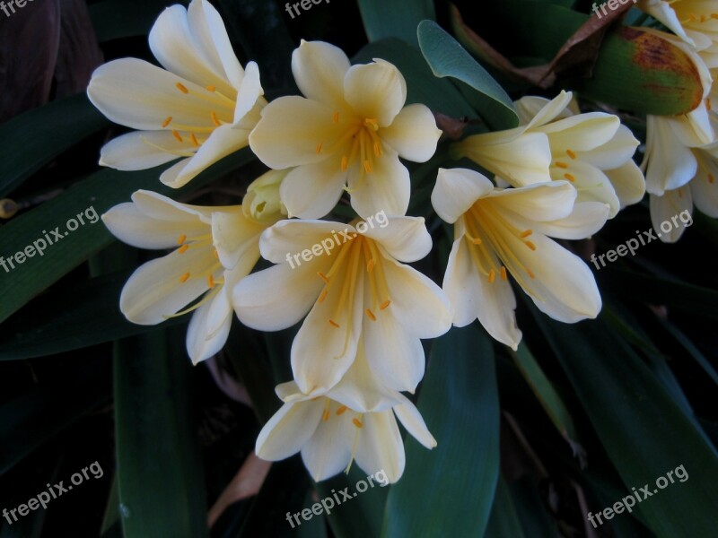 Clivia Miniata Natal Lily Flowers Bush Lily White