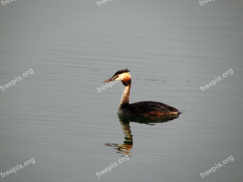 Great Crested Grebe Water Bird Animals Bird Free Photos