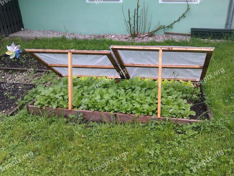 Cold Frame Spring In The Garden Garden Bed Of Salad Vegetable Patch