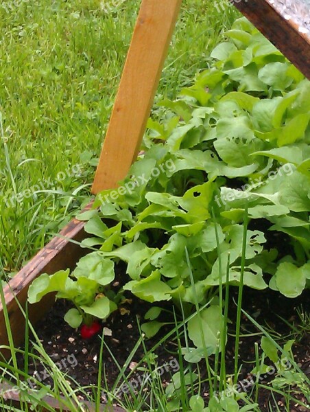 Cold Frame First Radish Grow Vegetables Yourself Spring Gardening