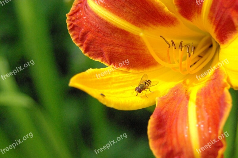 Sun Daylily Day Lily Plants Hemerocallidoideae Plant