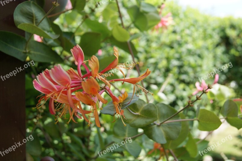 Climber Plant Flower Blossom Bloom Free Photos