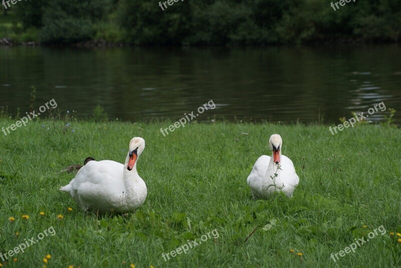 Bird White Swans Free Photos