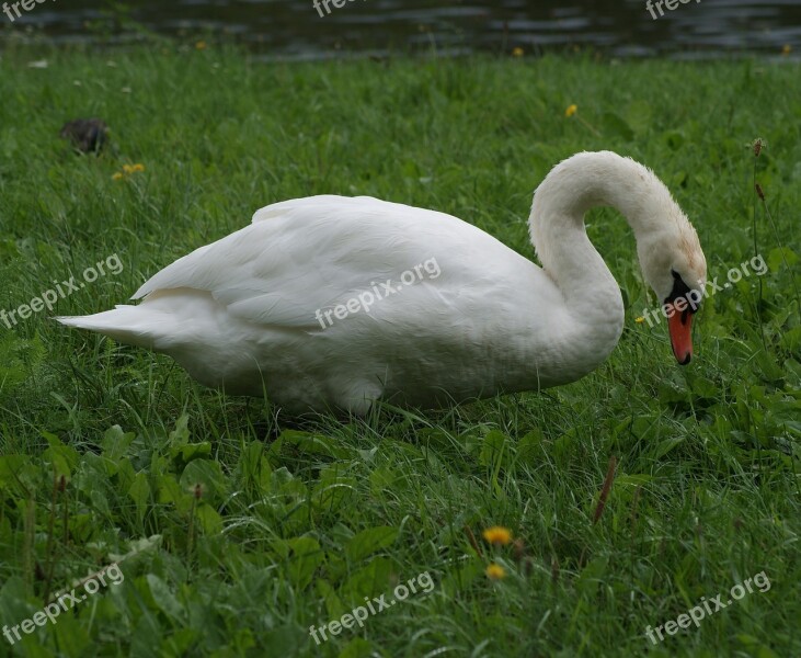 Swan Animal Bird White Feather