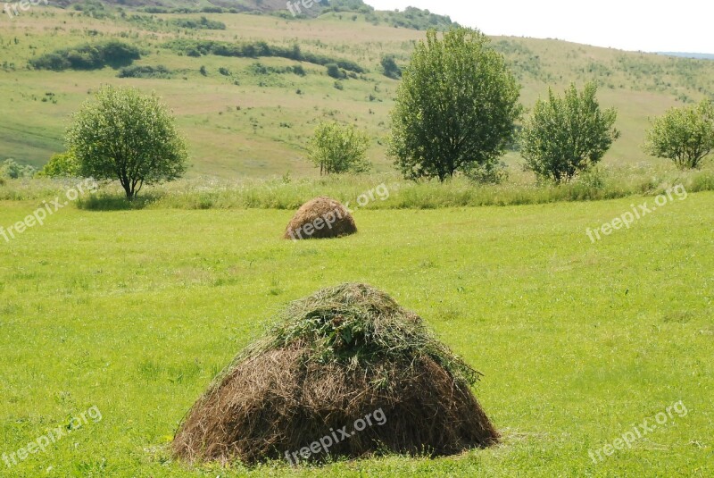 Hay Grass Romania Field Summer