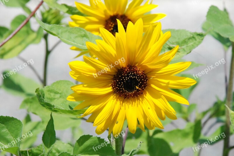 Sunflower Flower Yellow Wild Flower Flowers