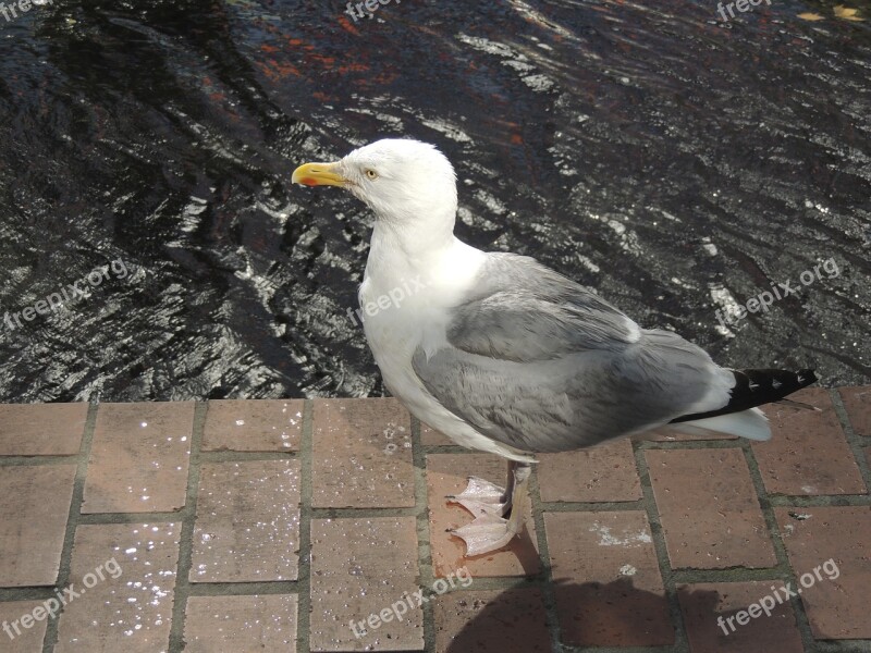 Seagull Bird Sea Nature Animal