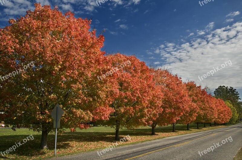 Autumn Trees Street Sky Road