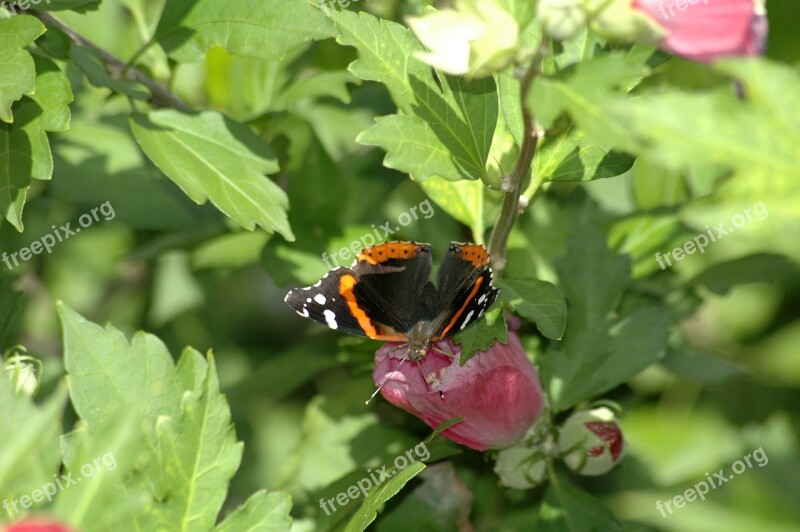 Butterfly Nature Flower Flowers Macro