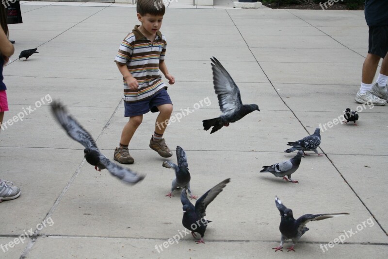 Animals Child Play Kid Birds