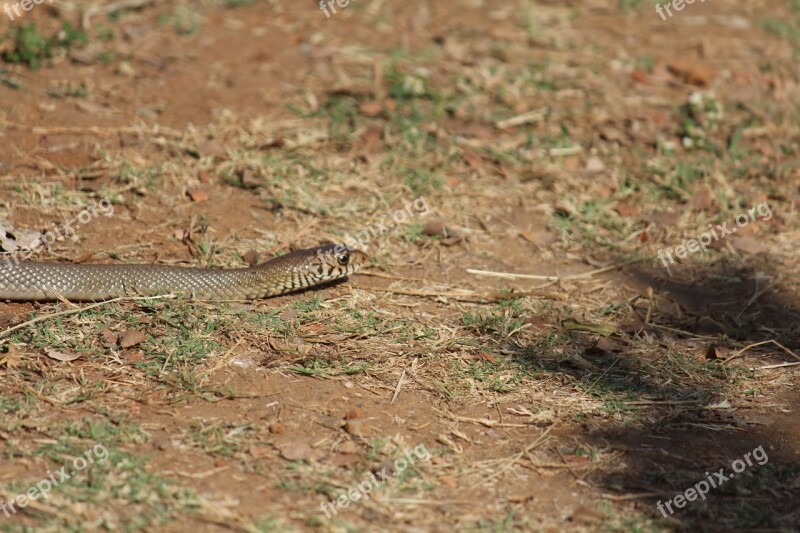 Snake Reptile Animal Brown Wildlife