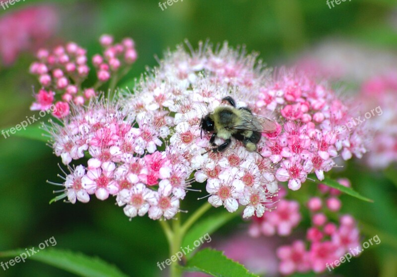 Bee Flower Nature Insects Spring