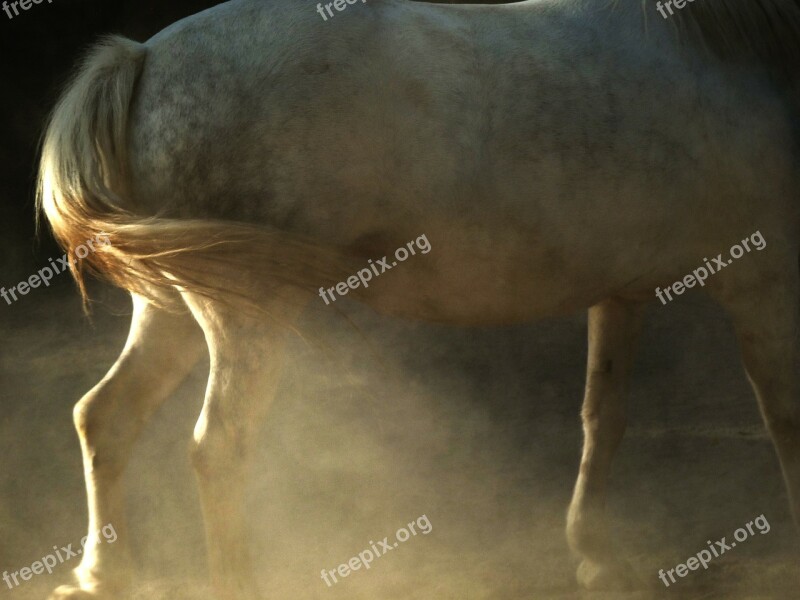 Horse Animal White Powder Free Photos