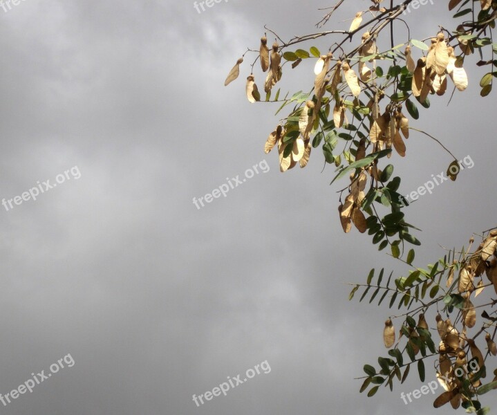 Cloudy Overcast Purple Sky Branches Sycamore Tree