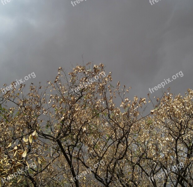 Purple Sky Cloudy Trees Dry Leaves Reflecting Brightly