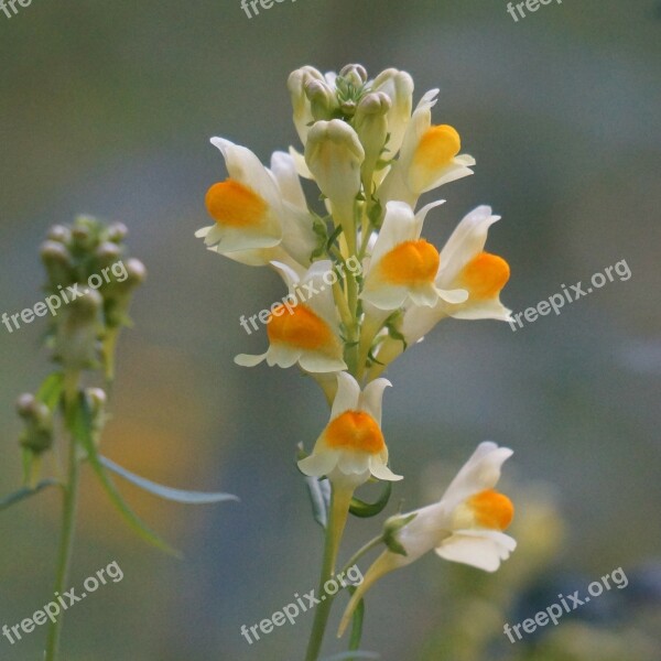 Toadflax Pillik Flower Plant Scenic Free Photos