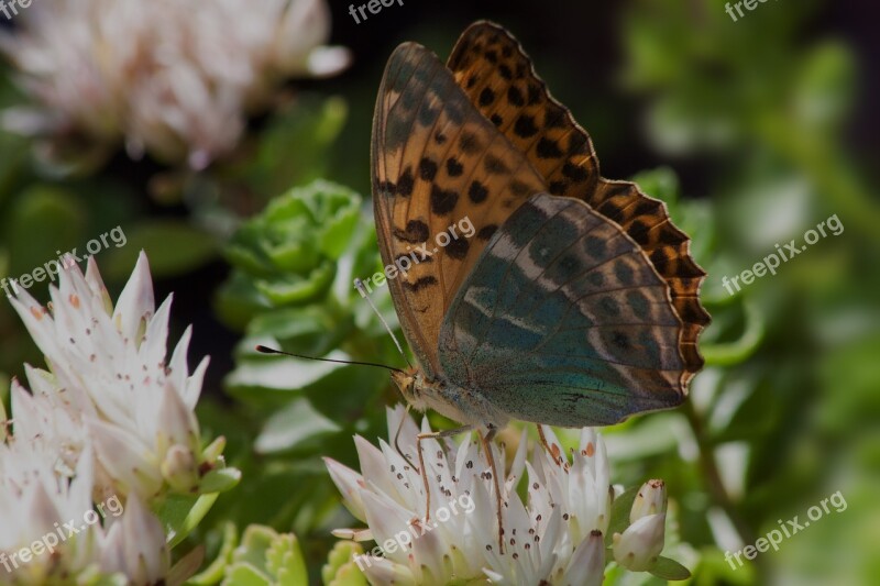 Butterfly Insect Animal Flowers Iridescent