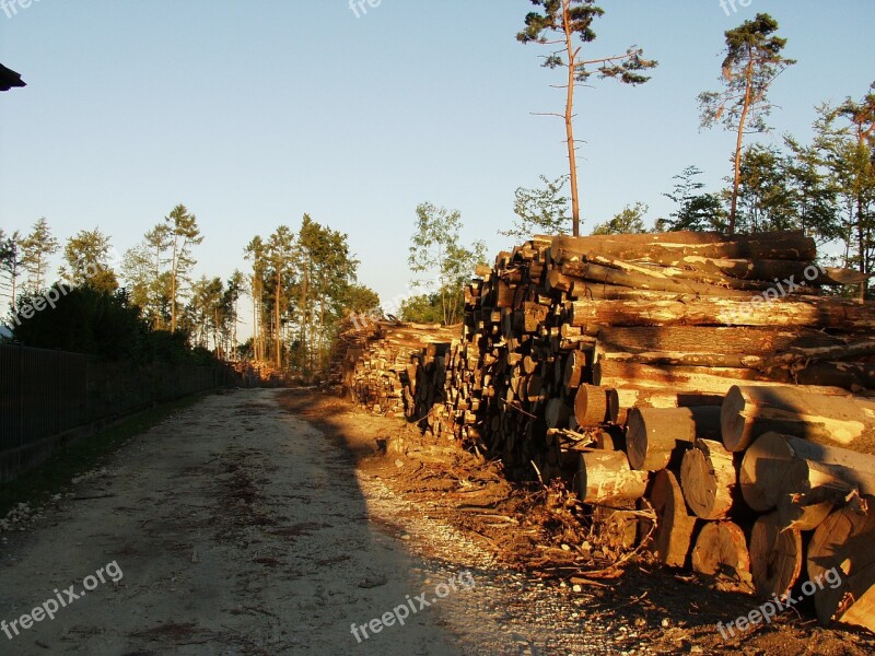 Wood Tree Trunks Lying Lumber Timber