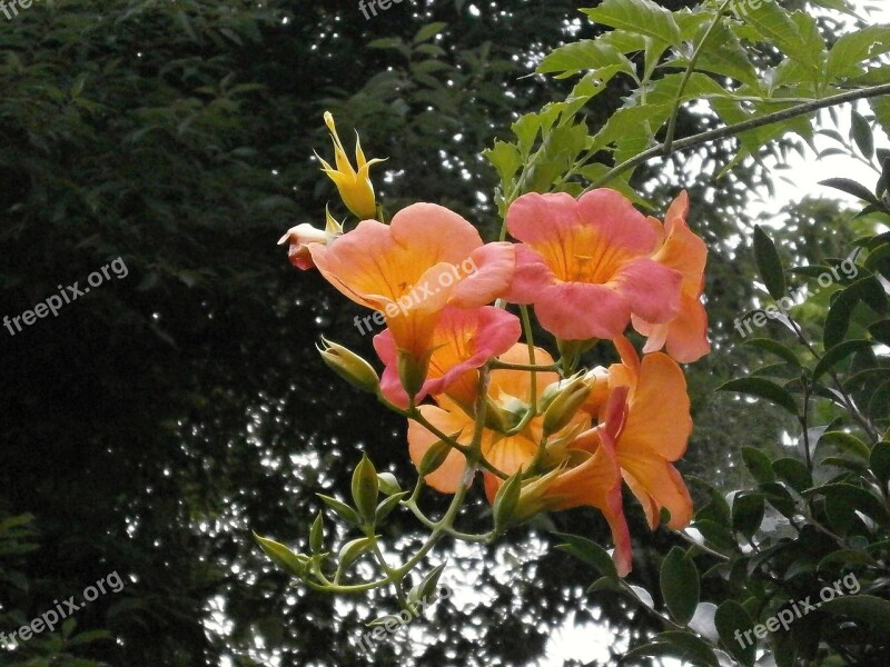 Chinese Trumpet Vine Bignoniaceae Orange Blossom Summer Flowers The Vine