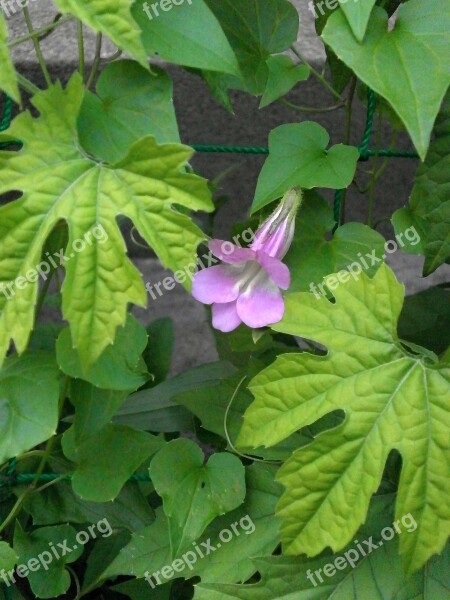 Asarina ツタバキリカズラ ツルキンギョソウ Scrophulariaceae Plantaginaceae