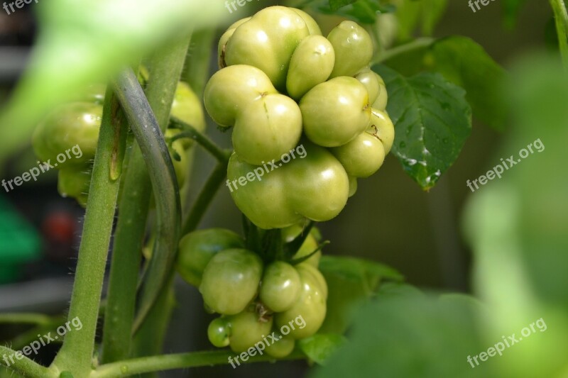 Tomato Russian Reisetomate Vegetables Garden Free Photos