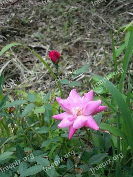 Rose Four Seasons Rose Pink Flower Free Photos